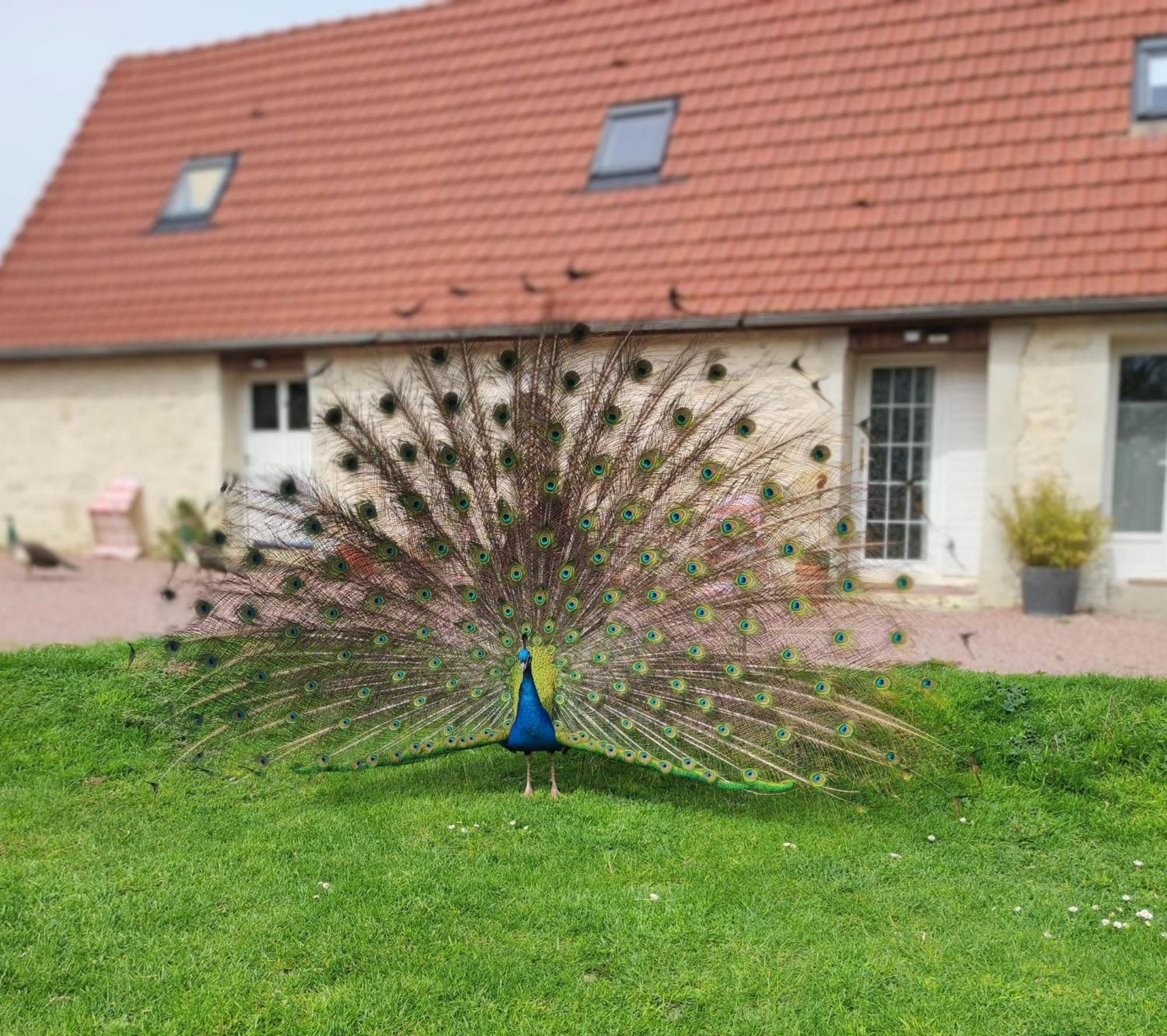 La Ferme De Frevan Sarceaux Extérieur photo